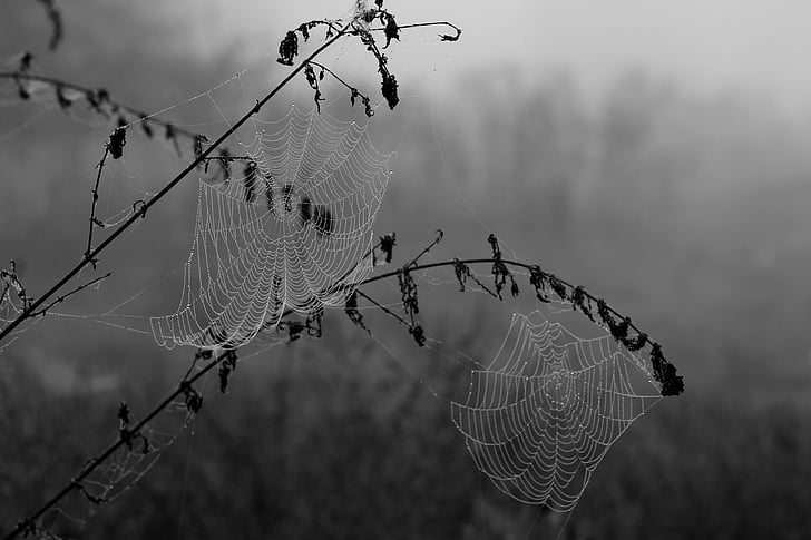 spider web, drops, dew, place, nature, razor wire, barbed wire