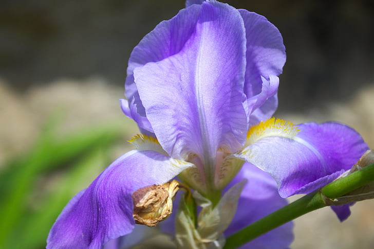 Iris, flor, violeta, jardí, primavera, natura, planta