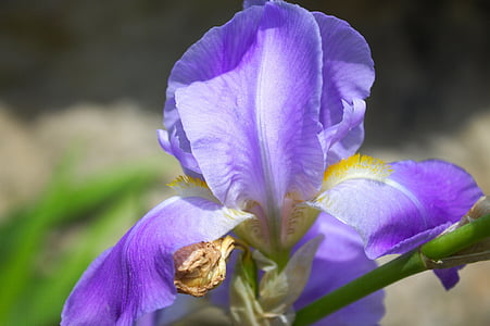 iris, flower, violet, garden, spring, nature, plant