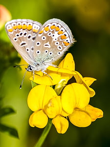 fælles blå, sommerfugl, natur, dyr, insekt, Butterfly - insekt, sommer