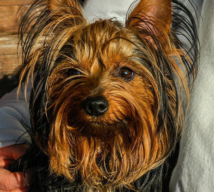 dog, small dog, yorkshire Terrier, animal, pets