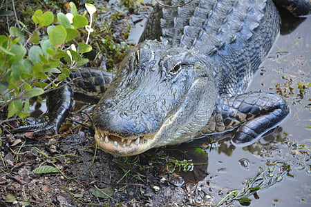 Alligator, crocodile, dangereuses, hir, Everglades