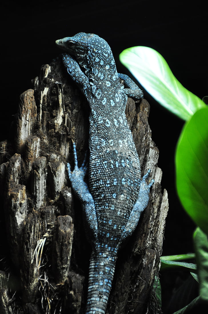 blue baumwaran, blue spotted baumwaran, tree monitor, monitor, lizard, reptile, blue