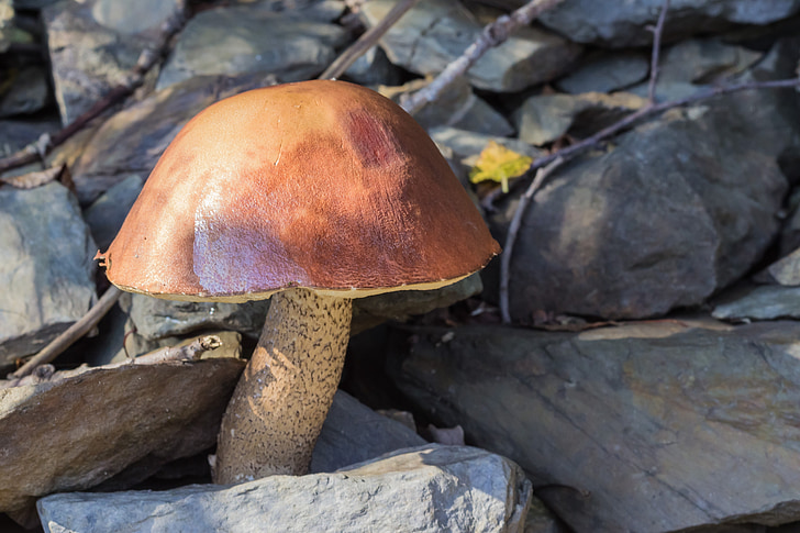 mushroom, stones, forest, autumn, nature, season, underground