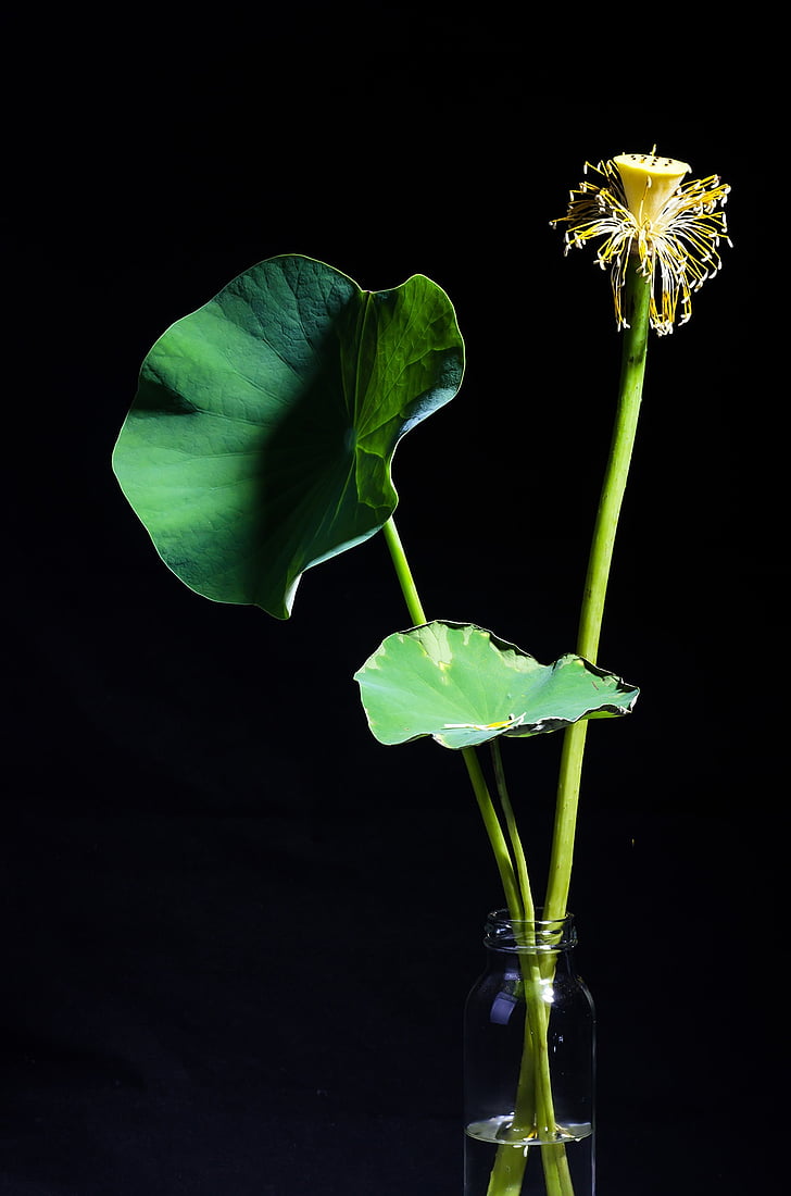 lotus, plant, potted plants, black background, lotus leaf