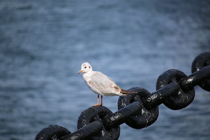 gull del mar, Parque de Yamashita, mar, Marina, agua, pájaro, pequeñas aves