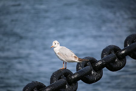 sea gull, yamashita park, sea, marine, water, bird, small birds
