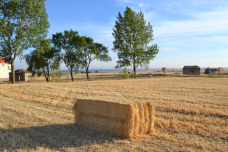 Tamara, campos, Palencia, campo de milho