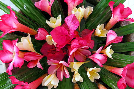 Bougainville, bloem, boeket, roze, wit