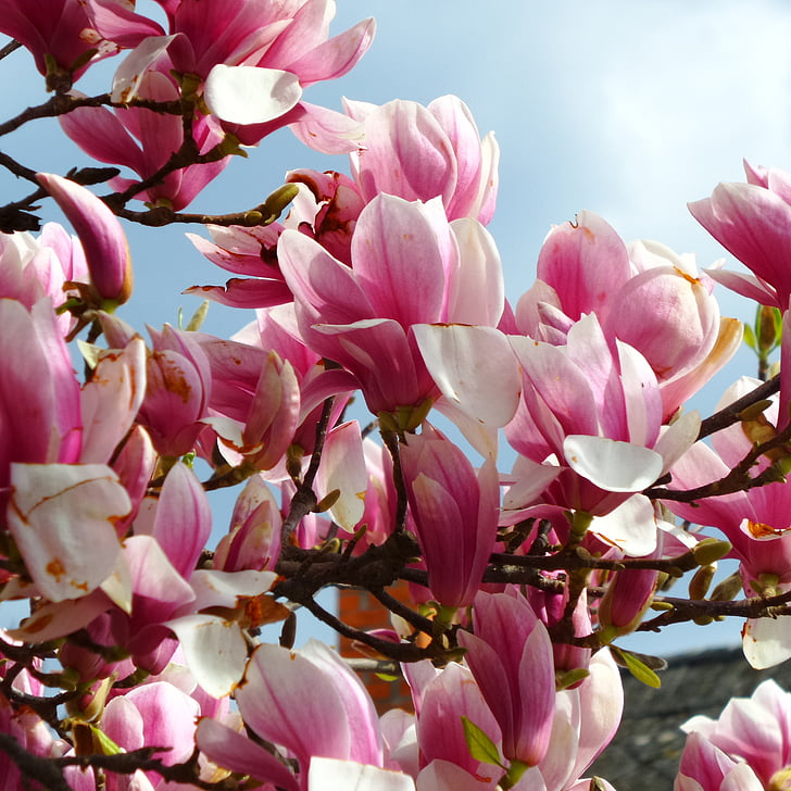 Magnolia, lill, kevadel