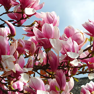 magnolijas, puķe, Pavasaris
