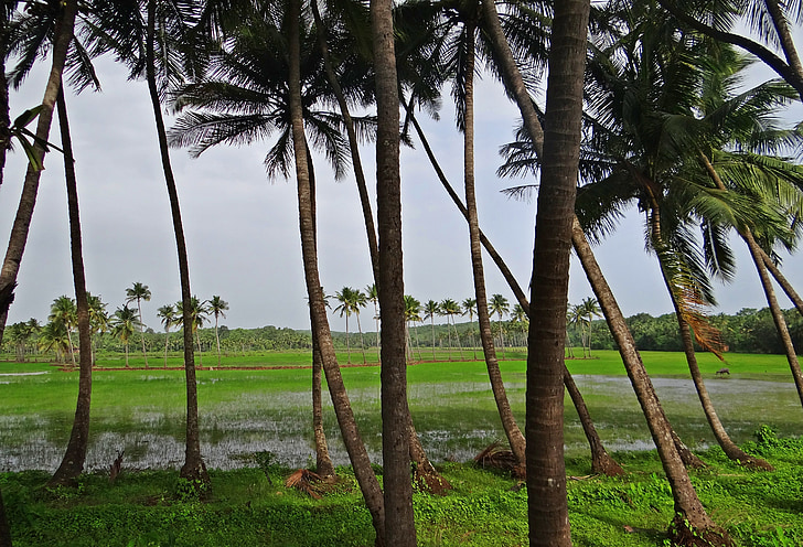 kokosové háje, pastviny, pole, Goa, Indie, Příroda, strom