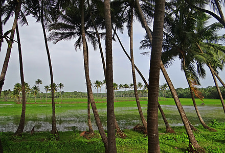 coconut groves, pasture, field, goa, india, nature, tree