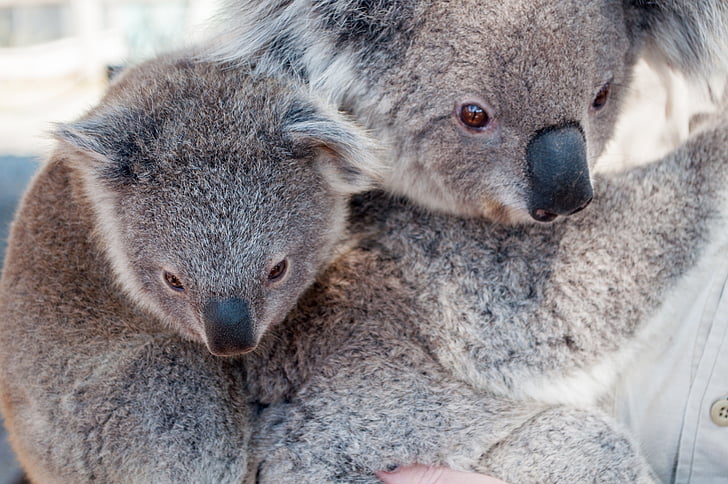 coala, animal, Selva, vida silvestre, mamífer, natura, zoològic