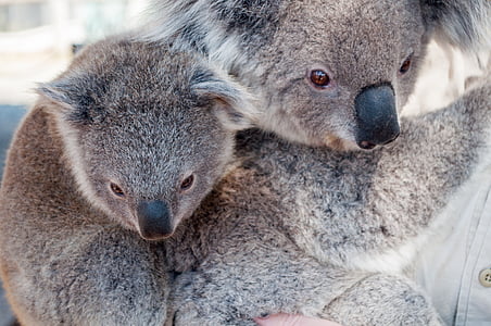 Koala, zviera, Jungle, voľne žijúcich živočíchov, cicavec, Príroda, Zoo