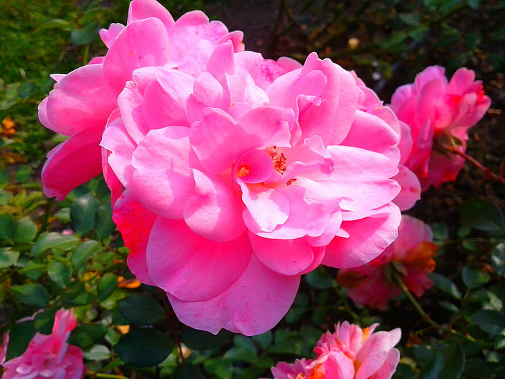 flower, rose, plant, garden, pink