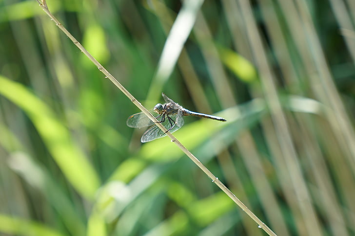 Dragonfly, Flight insekt