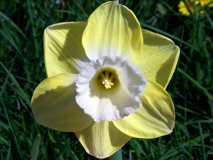 Daffodil, flor, groc, groc clar, pètals, blanc, centre de