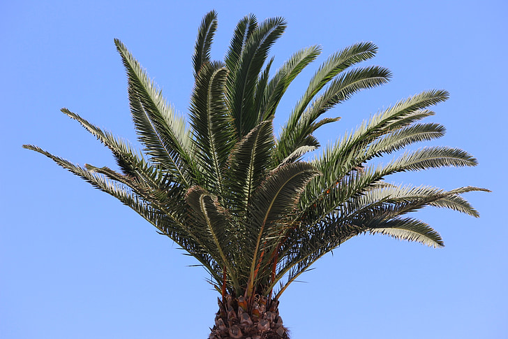 palmiye ağacı, Yunanca, ile ilgili