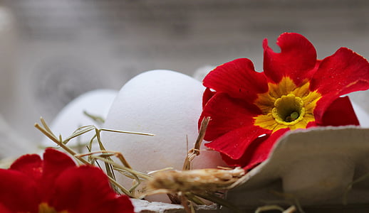 яйце, Солома, квітка, цвітіння, цвітіння, продукти харчування, їсти