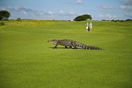 Alligator, parcours de golf, golfeurs, Recreation, faune, nature, Portrait