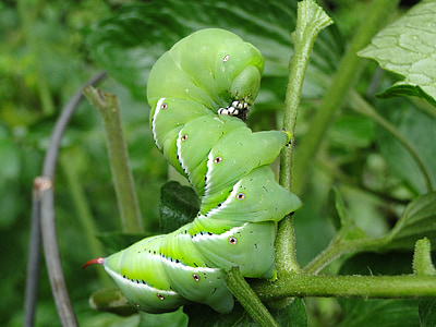 웜, 토마토 hornworm, 토마토 벌레, 지방, 그린, 웜, 정원