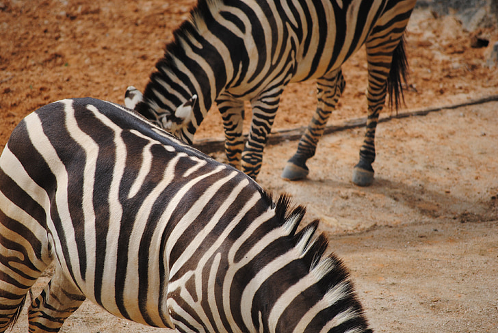 zebres, negre, blanc, natura, animal, mamífers, equilibri