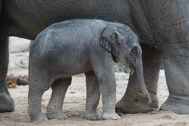 Aziatische olifant, jonge dier, kalf, zoogdier, Elephas maximus, Pachyderm, wildlife fotografie