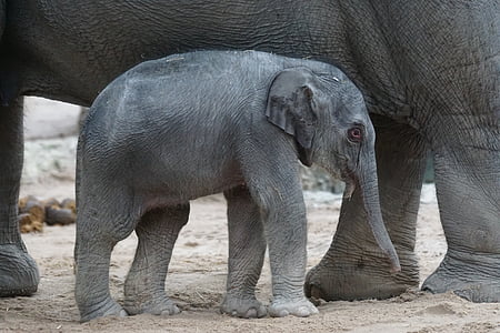 Azijski slon, mlade životinje, tele, sisavac, elephas maximus, slon, fotografiranje divljih životinja
