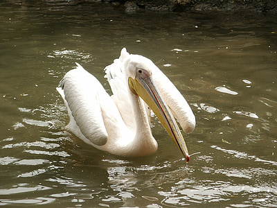 pelikan, bird, birds, animal, bill, water bird, plumage