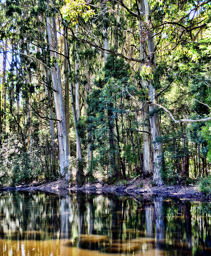 lasu, drzewa, Jezioro, refleksje