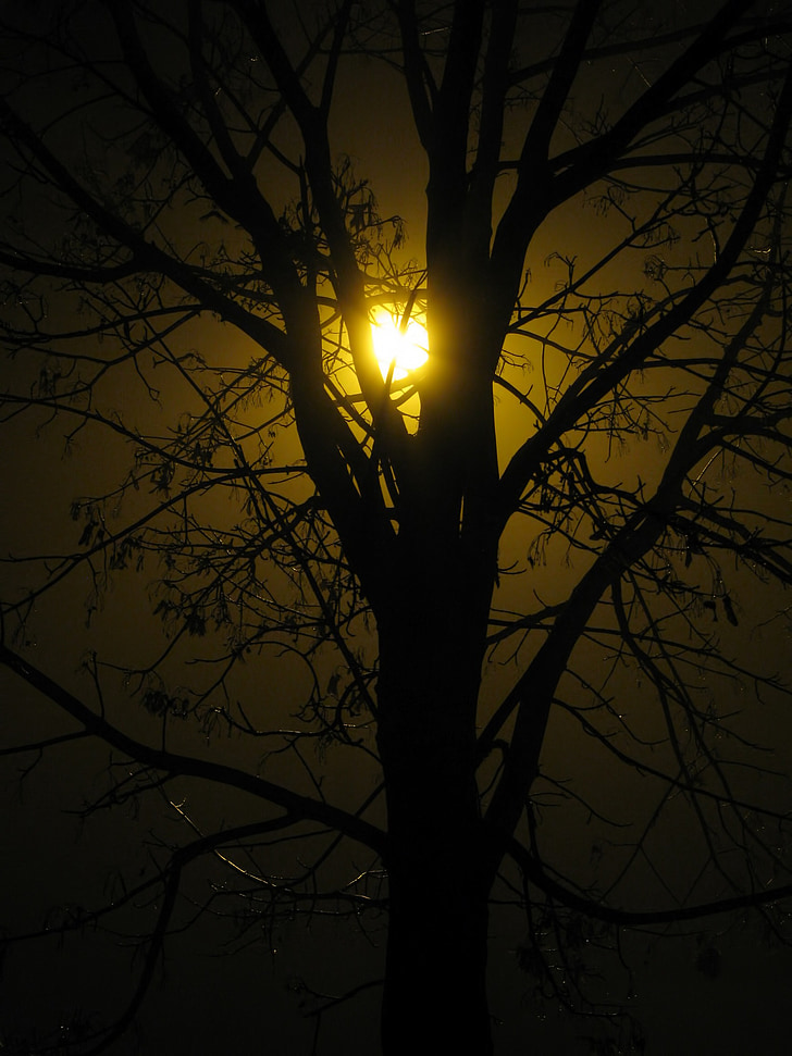 tree, silhouette, street lamp, night, autumn, fog, light