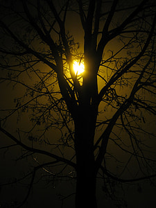 strom, silueta, pouliční lampa, noční, podzim, mlha, světlo