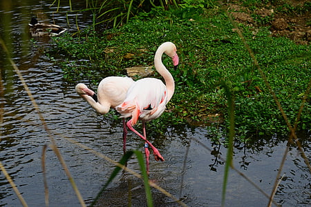 flamingo, pink, bird, wader, pair, water, long legs