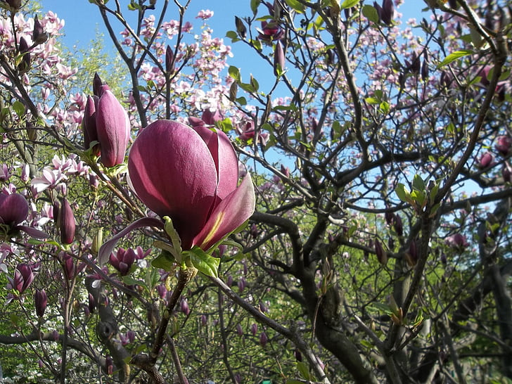 kevadel, Magnolia, lilled