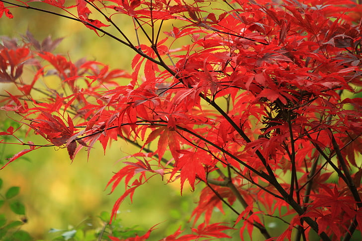 jeseni, padec listje, listi, listi v jeseni, pisane, rdeča, Flora