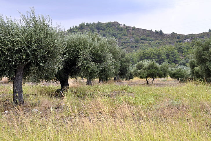 Sommer, Rhodos, oliventrær, fjell, skog, feltet, natur