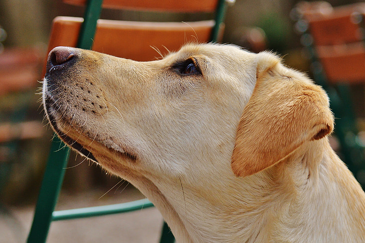 Labrador, gos, dolç, animal, animal de companyia, estimat, pelatge