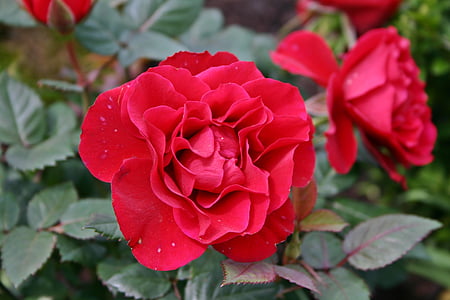 Rose, rouge, Blossom, Bloom, fleur, rose rouge, jardin rose