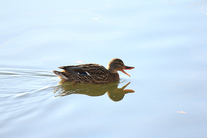 duck, water duck, nature
