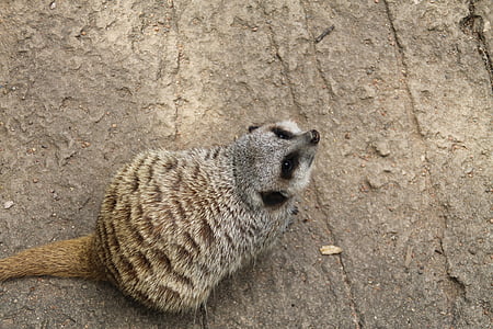 meercat, looking, cute, zoo, nature, small, animal