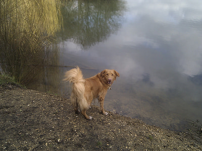 dog, toller, swimming dog, purebred, nova scotia duck tolling retriever, canine, animal