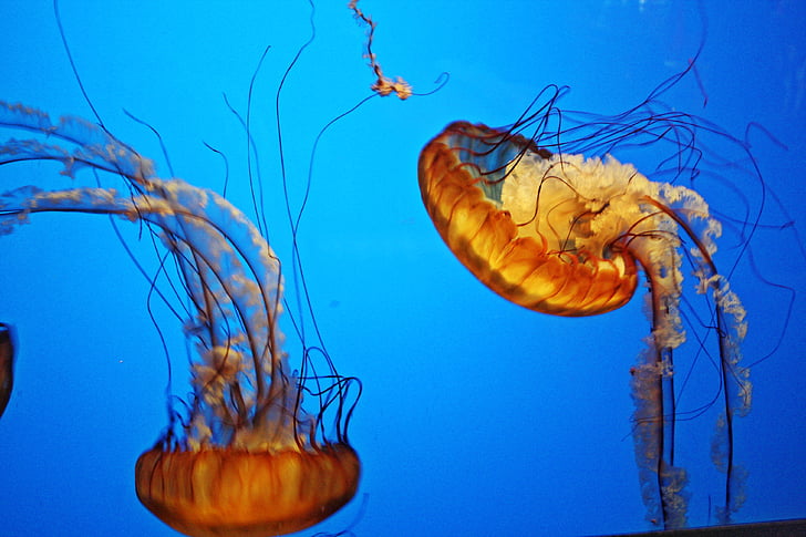 медузи, океан, морски, подводни, морски живот, син фон, плуване