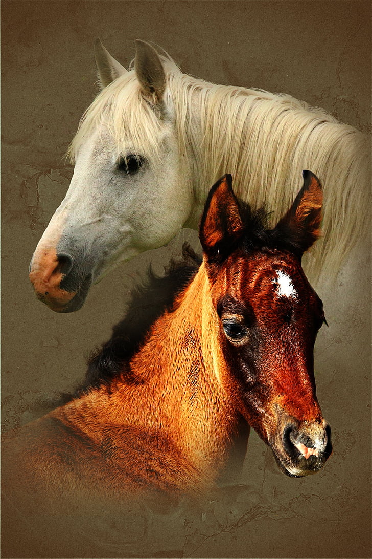 molde, caballo, composición de, Retrato, Potro, Blanco, marrón