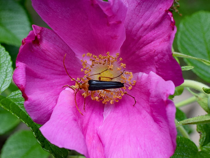 red fire beetle and spider in rose, close-up, neopyrochroa flabellata, insect, arachnid, pollinators, animal