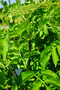 black elder aphids, lice, pests, aphids, infestation, vermin, aphis sambuci