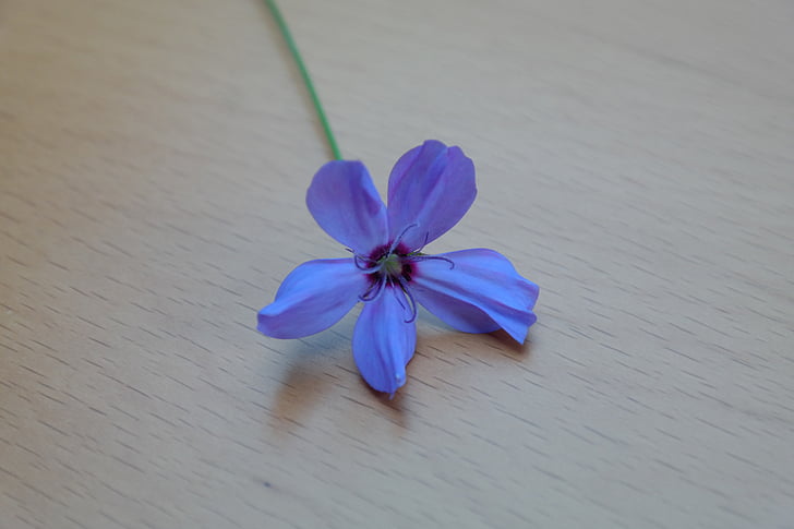 Sky rose, kukka, Blossom, Bloom, sininen, sininen violetti, Violet