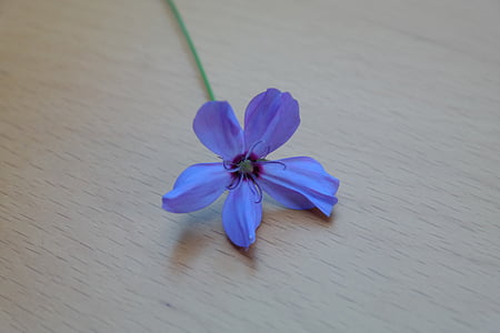 debesīm rožu, puķe, zieds, Bloom, zila, violeti zila, Violeta