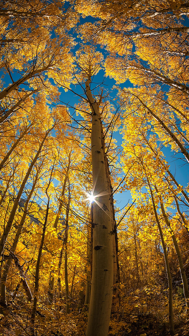 árvore, Outono, luz, folha, céu, Olha, vertical