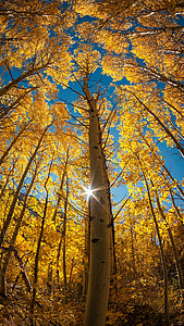 pohon, musim gugur, cahaya, daun, langit, Lihat, vertikal